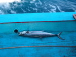 第一條大魚上釣啦!