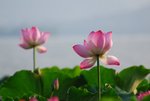 DSC_1955