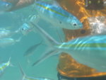 DSCN9093