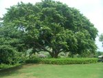 DSCN5008