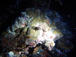DSCN4471