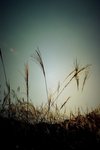 re CRW_7098