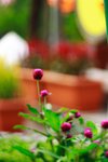 CRW_4132