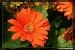 IMG_9708
