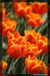 IMG_9734