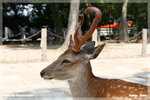 japan_nara02_TL