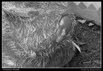 victoriaprison02_BL_BW