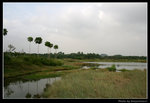 wetland12_BL