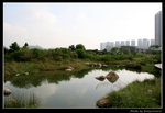 wetland16_BL