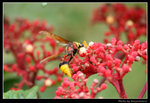 wetland26_BL