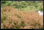 wetland27_BL