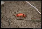 wetland29_BL