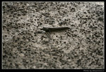 wetland31_BL