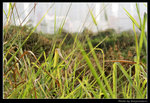 wetland34_BL