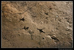 wetland40_BL