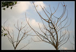 wetland41_BL