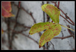 wetland42_BL