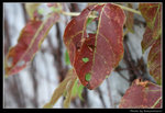 wetland43_BL