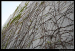 wetland45_BL
