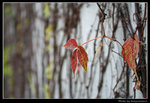 wetland6_BL