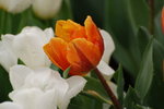 DSC_1594_resize
