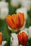 DSC_1596_resize