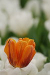 DSC_1610_resize