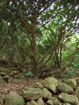 DSCF1100