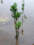 三椏村紅樹林 (2) - 秋茄