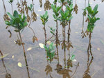 三椏村紅樹林 (3) - 秋茄