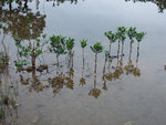 三椏村紅樹林 (5) - 秋茄