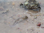三椏灣 彈塗魚
