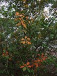 三椏村紅樹林 (12) - 海漆?