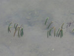 三椏灣 海水裡的水筆仔(秋茄)