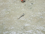 彈塗魚