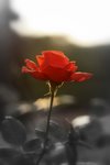 IMG_3003