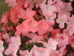 DSC09966