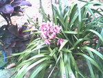 IMG0725A