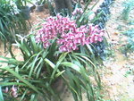 IMG0726A