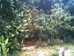 IMG0729A