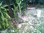 IMG0730A