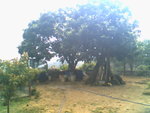 IMG0731A