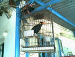 IMG0732A