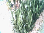 IMG0745A