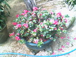 IMG0747A