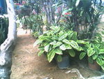 IMG0749A