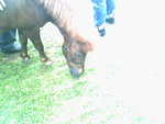 IMG0852A