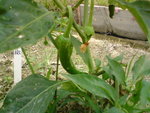 DSC00007