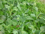 DSCN0353