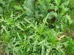 DSCN0354
